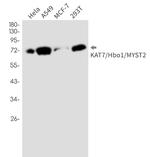 KAT7 Antibody in Western Blot (WB)