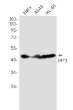 IRF3 Antibody in Western Blot (WB)