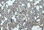 Icam2 Antibody in Immunohistochemistry (Paraffin) (IHC (P))