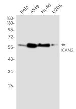 Icam2 Antibody in Western Blot (WB)