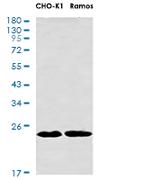 HMGB2 Antibody in Western Blot (WB)