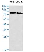 HJURP Antibody in Western Blot (WB)