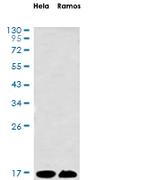 H2AX Antibody in Western Blot (WB)