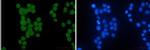 HIPK2 Recombinant Rabbit Monoclonal Antibody