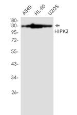 HIPK2 Antibody in Western Blot (WB)