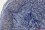 HIF1AN Antibody in Immunohistochemistry (Paraffin) (IHC (P))