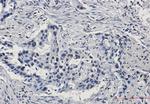 ARNT Antibody in Immunohistochemistry (Paraffin) (IHC (P))