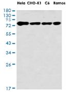 ARNT Antibody in Western Blot (WB)