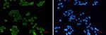 HCK Recombinant Rabbit Monoclonal Antibody