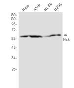 HCK Antibody in Western Blot (WB)