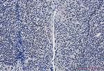 GTPBP4 Recombinant Rabbit Monoclonal Antibody