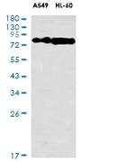 GTPBP4 Antibody in Western Blot (WB)