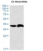 GNAI2 Antibody in Western Blot (WB)