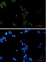 GPX1 Recombinant Rabbit Monoclonal Antibody