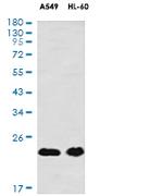 GPX1 Antibody in Western Blot (WB)