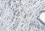 GBP1 Recombinant Rabbit Monoclonal Antibody