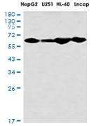 GBP1 Antibody in Western Blot (WB)