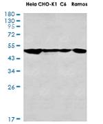 TUBG1 Antibody in Western Blot (WB)
