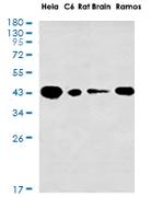 GALT Recombinant Rabbit Monoclonal Antibody