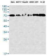 FXR1 Antibody in Western Blot (WB)