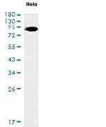 FRS2 Antibody in Western Blot (WB)