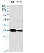 FHL1 Antibody in Western Blot (WB)