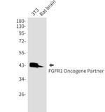 CEP43 Antibody in Western Blot (WB)