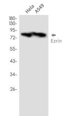 EZR Antibody in Western Blot (WB)
