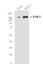ERBB3 Recombinant Rabbit Monoclonal Antibody