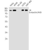 NID1 Antibody in Western Blot (WB)
