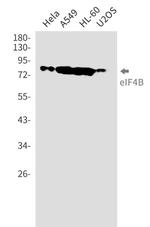 EIF4B Antibody in Western Blot (WB)