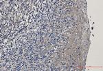 EEF1A1 Recombinant Rabbit Monoclonal Antibody