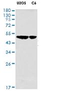 EEF1A1 Antibody in Western Blot (WB)