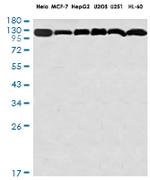 DDB1 Antibody in Western Blot (WB)