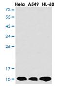 CSTB Antibody in Western Blot (WB)