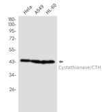 CTH Recombinant Rabbit Monoclonal Antibody