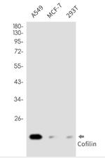 CFL1 Antibody in Western Blot (WB)
