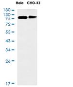 CLSTN1 Antibody in Western Blot (WB)