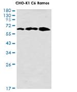 CLPX Antibody in Western Blot (WB)