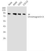 CHGA Antibody in Western Blot (WB)