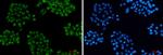 VAMP3 Recombinant Rabbit Monoclonal Antibody
