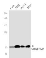 VAMP3 Antibody in Western Blot (WB)