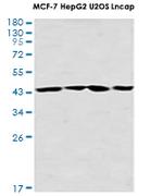 CDK9 Antibody in Western Blot (WB)