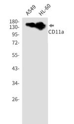 CD99 Antibody in Western Blot (WB)