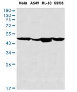 CASP9 Recombinant Rabbit Monoclonal Antibody