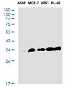 CASP6 Antibody in Western Blot (WB)