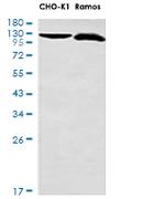 BUB1B Antibody in Western Blot (WB)