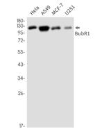 BUB1B Antibody in Western Blot (WB)