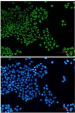 BCL2L14 Recombinant Rabbit Monoclonal Antibody