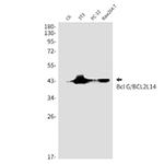 BCL2L14 Antibody in Western Blot (WB)